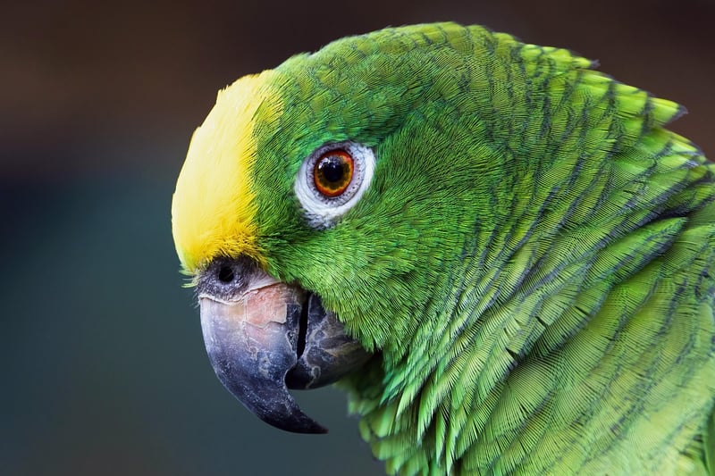 Inkaterra Reserva Amazonica
